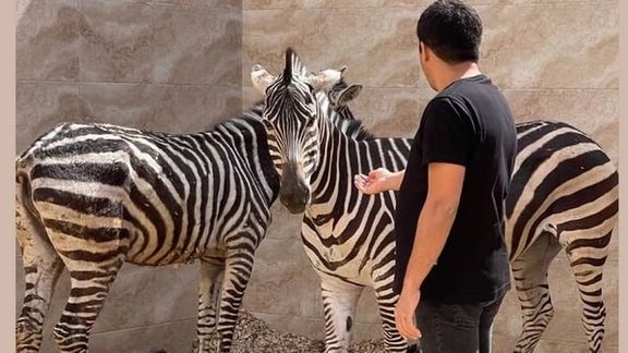 اداره نظارت بر امور حیات وحش تهران: گورخر مادهای که در باغوحش صفادشت تلف شد، باردار نبود