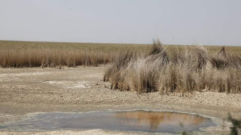 نماینده مجلس: سازمان محیط زیست درباره خشک شدن تالاب هورالعظیم هیچ کاری نکرده است