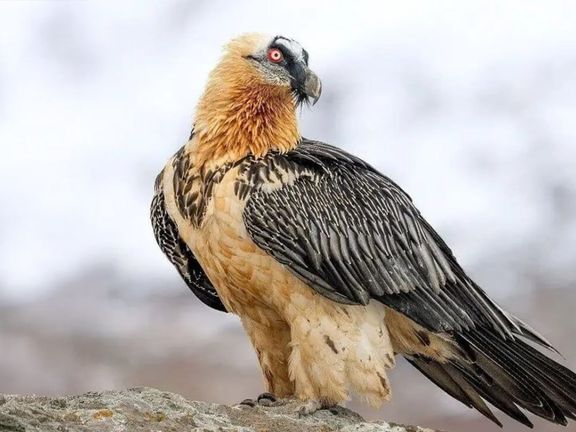 فرمانده یگان حفاظت محیط زیست قزوین: همای سعادت در آسمان الموت مشاهده و از آن عکسبرداری شد