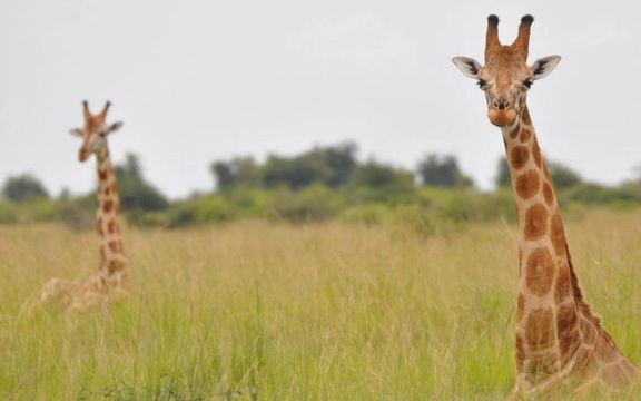 محققان چینی: گردن زرافهها در رقابت بر سر جفتیابی بلند شده
