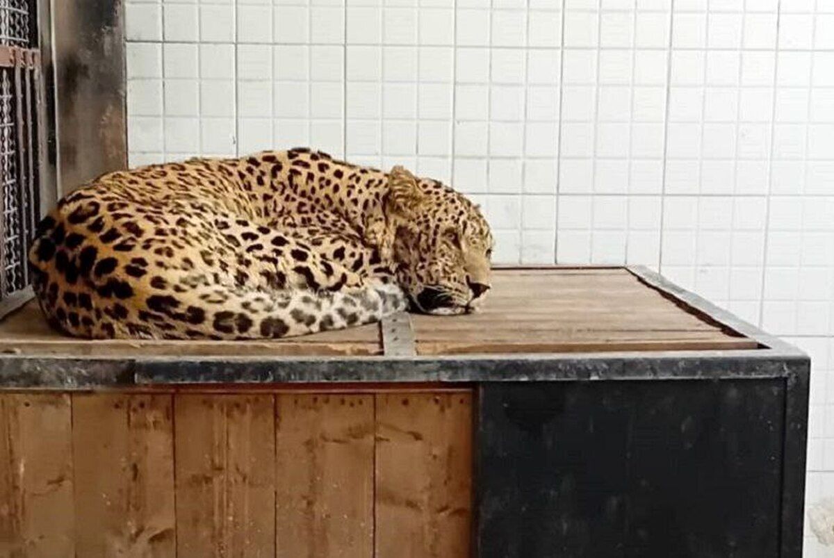 سازمان حفاظت محیط زیست: پلنگ دماوند با وخیم‌تر شدن بیماری‌اش تلف شد