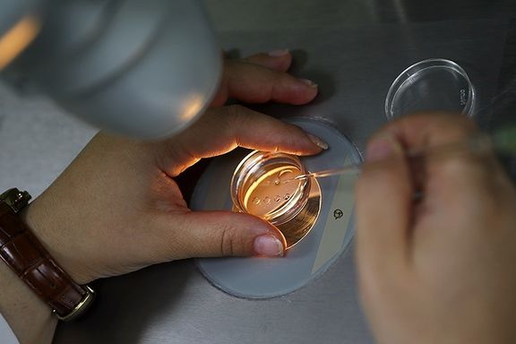 خرید و فروش تخمک زنان در فضای مجازی تا ۲۰ میلیون تومان