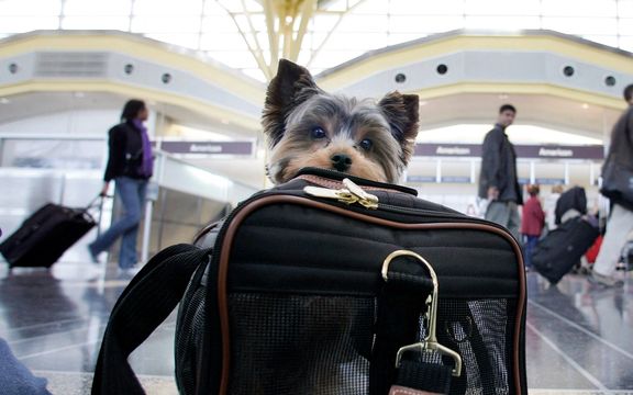 پرواز اختصاصی برای سگها با خوراکی و نوشیدنیهای دلخواه آنها راهاندازی میشود