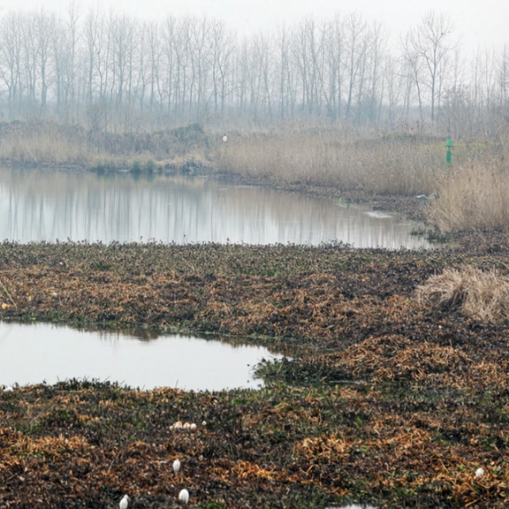 استاندار گیلان: ممکن است تالاب انزلی کاملا خشک شود
