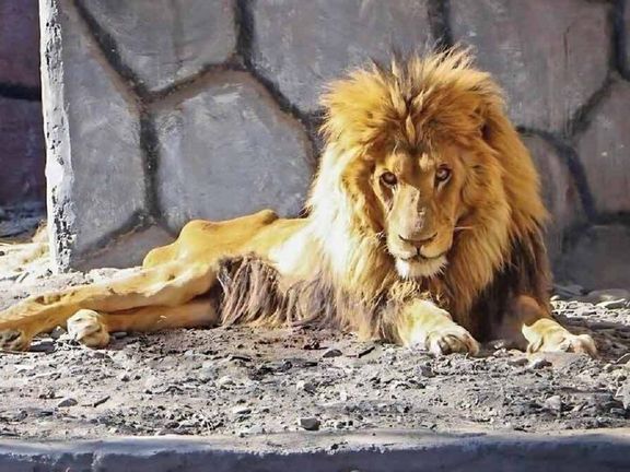 دامپزشکی و محیطزیست خراسان رضوی: علت مرگ ریشا، شیر باغوحش مشهد، اسهال و کهولت سن بود