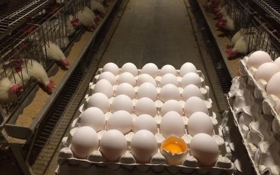 ارتفاع أسعار البيض في إيران 25 في المائة في أسبوعين