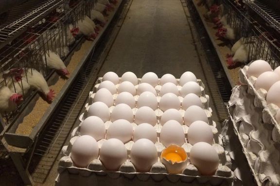 رییس اتحادیه مرغداران: در صورت ادامه قطعی برق، ایران به واردکننده تخممرغ تبدیل میشود