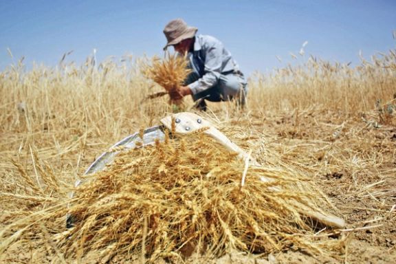 رییس انجمن صنفی کشاورزان خوزستان: ۲۰۰ هزار تن از گندمهای آماده برداشت خوزستان از دست رفت