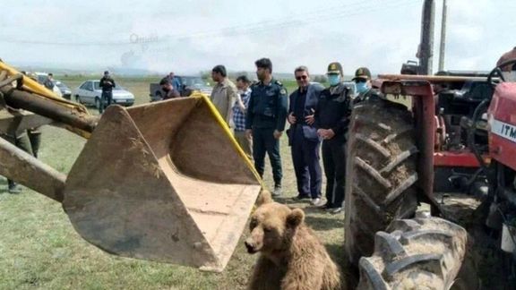 دادگستری اردبیل: عامل تلفشدن خرس قهوهای در شهرستان نمین دستگیر و خودروی او توقیف شده است