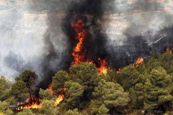 جنگلها و مراتع ایران در آتش: روزانه معادل ۲۶۱ زمین فوتبال میسوزد