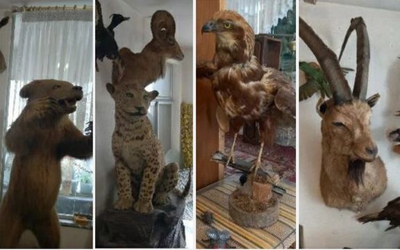 نیروی انتظامی گیلان: ۲۴ گونه حیوان شکار ممنوع تاکسیدرمیشده از یک خانه در رشت کشف شد