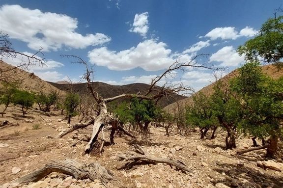 مدیریت بحران اصفهان: درختان نوار زایندهرود بهعلت کمآبی و گرما دچار خزان زودرس شدهاند