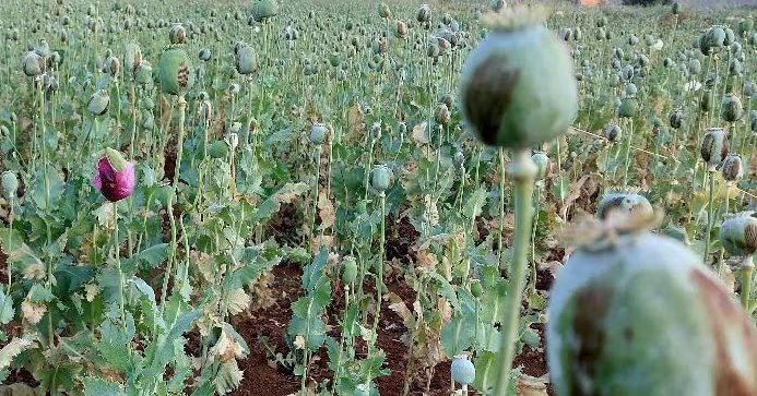 Opium for survival: Inside a shift in Iran’s Zagros villages