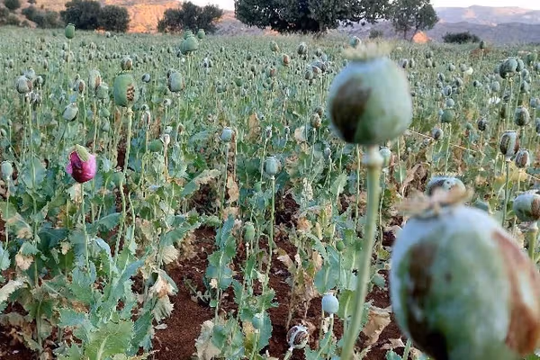 Opium for survival: Inside a shift in Iran’s Zagros villages
