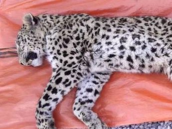 مدیرکل محیط زیست کهگیلویه و بویر احمد از مرگ یک قلاده پلنگ در منطقه حفاظتشده دنا خبر داد