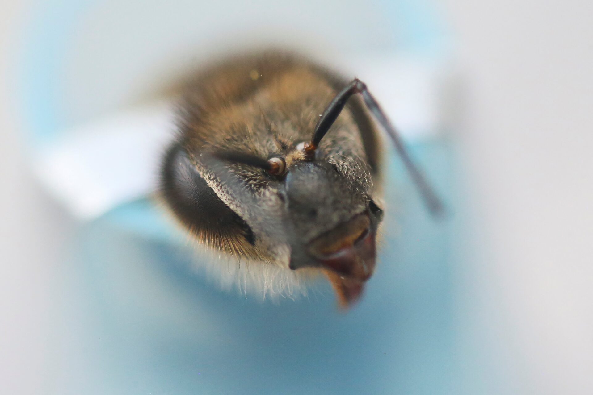 کشف ساز و کار مغز زنبورهای عسل می‌تواند مسیر هوش مصنوعی را تغییر دهد