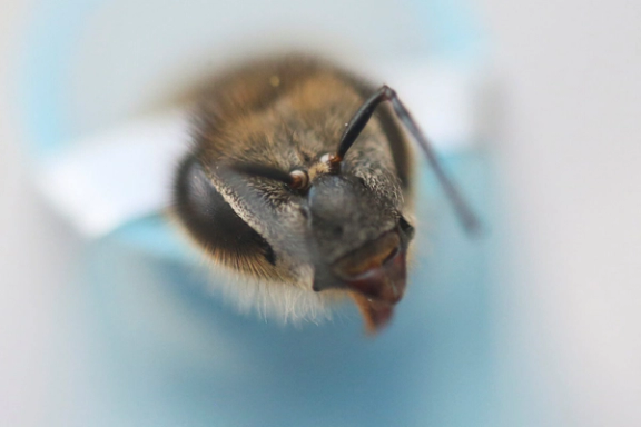 کشف ساز و کار مغز زنبورهای عسل میتواند مسیر هوش مصنوعی را تغییر دهد