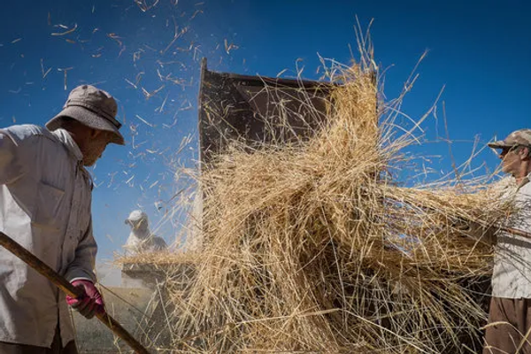 مبررًا ذلك بـ "الجفاف".. وزير الزراعة الإيراني: نواجه صعوبة شديدة في توفير الأمن الغذائي