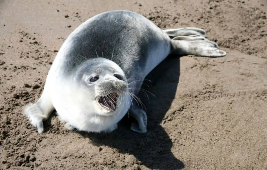 File photo shows a Caspian seal resting on a sandy shoreline.