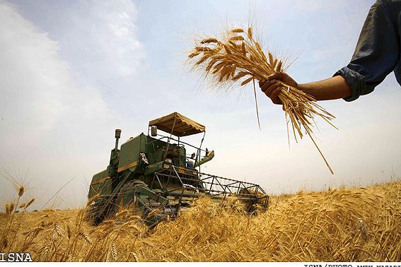 Wheat farming in Iran