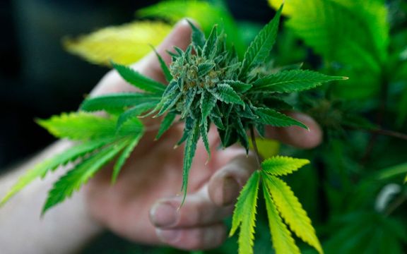 محققان دانشگاه اورگان: گیاه ماریجوانا میتواند به جلوگیری از ابتلا به کرونا کمک کند