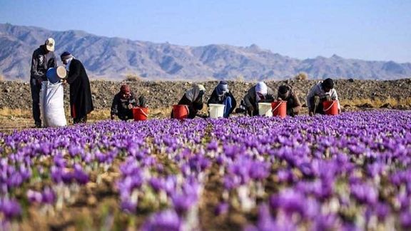 تغییرات شدید آب و هوایی، زعفران، طلای سرخ بیابانهای ایران را تهدید میکند