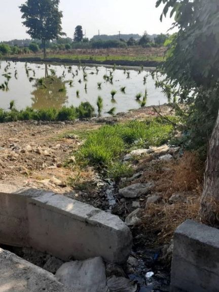 گزارشهای محلی از تشدید نارضایتی اهالی: کشت شالی با فاضلاب شهری در گرگان