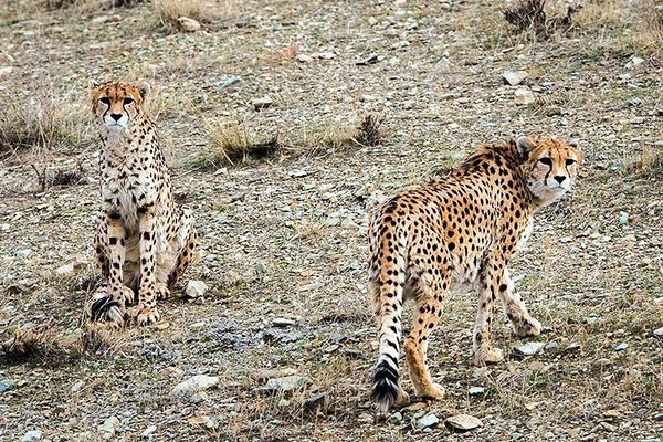 Urgent Measures Needed For Conservation Of Iranian Cheetahs