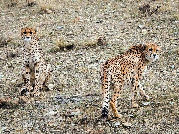 Two Asiatic cheetahs in Tehran's Pardisan national park (December 2015)