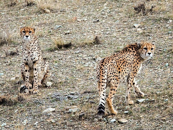 Two Asiatic cheetahs in Tehran's Pardisan national park (December 2015)