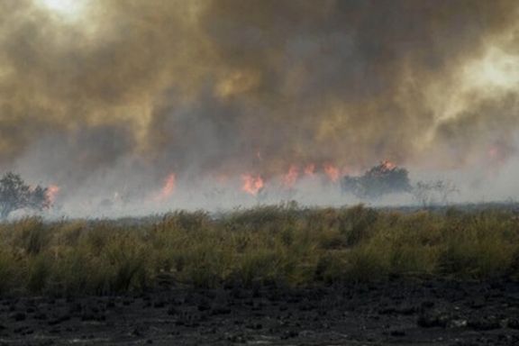 برای چهل و دومین بار در سالجاری منطقه حفاظت شده میانکاله دچار آتشسوزی شد
