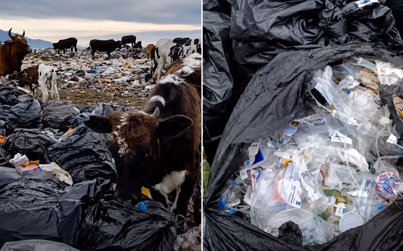 Cattle feeding on hospital waste expose risks at Iran landfill