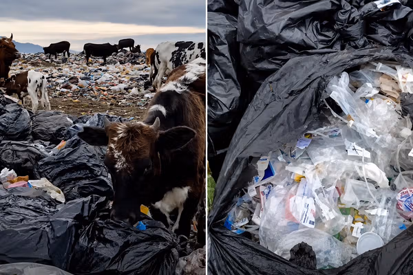 Cattle feeding on hospital waste expose risks at Iran landfill
