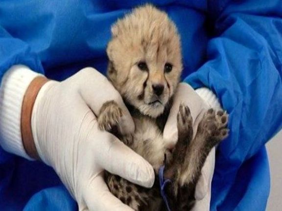 رییس سازمان محیطزیست: کسی در فرآيند تکثیر یوزپلنگ قصوری نداشته است