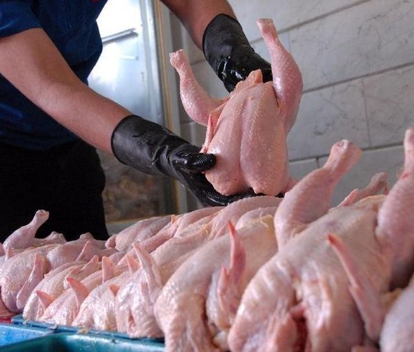 ردپای نهادهای حکومتی در گرانی مرغ؛ صادرات گسترده جوجه یک‌روزه به یمن و لبنان افزایش یافت