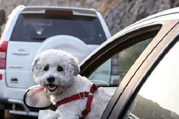 دادستان هرمزگان: برای یک شهروند به دلیل همراه داشتن سگ پرونده قضای تشکیل شد