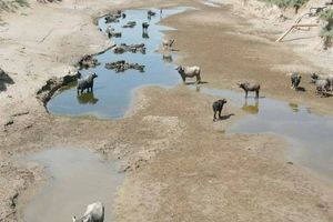 نفسهای هور به شماره افتاده است؛ میدان نفتی جدید تالاب هورالعظیم را خشک میکند