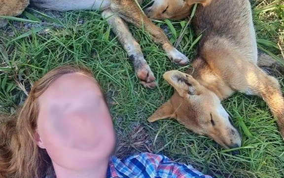 جریمه هزار دلاری دو گردشگر در استرالیا به دلیل سلفی با سگ دینگو