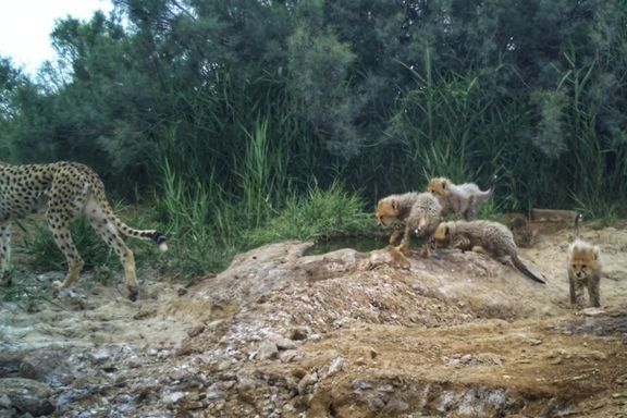پارک ملی توران شاهرود: دوربین تلهای، «تلخاب»، یوزپلنگ ماده را با چهار توله ثبت کرده است