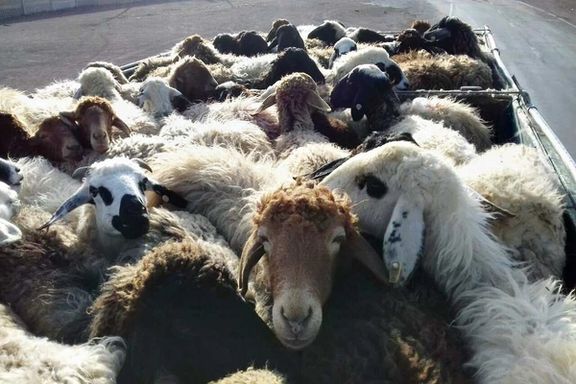 شبکه دامپزشکی: ۵۵ راس گوسفند در نیشابور به علت نوشیدن آب آلوده تلف شدند