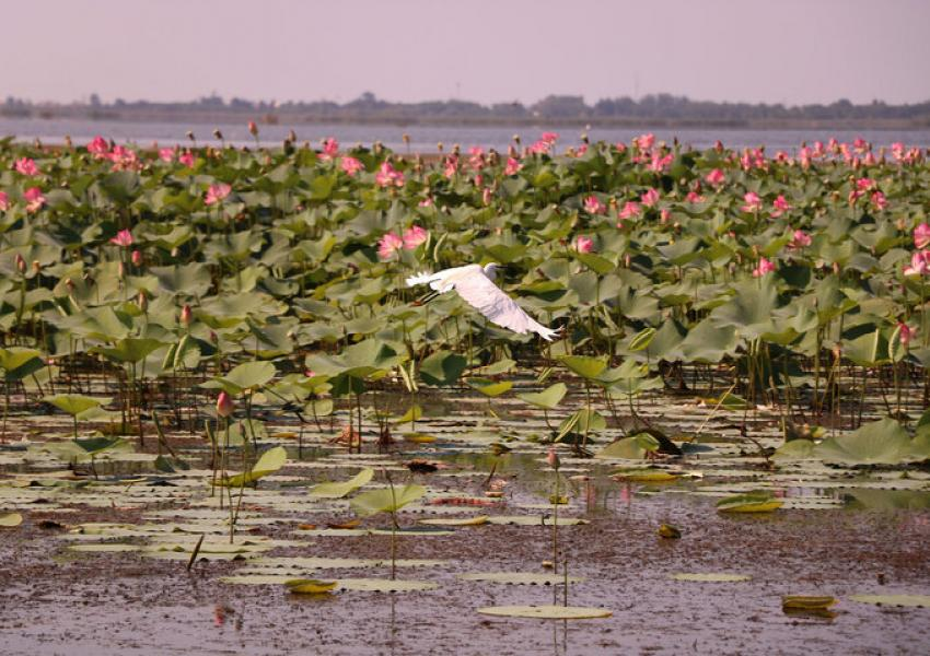 تکرار ماجرای قله دماوند و جنگل‌ آق‌مشهد: تالاب انزلی به نام وزارت نیرو سند خورد