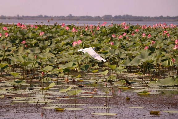 تکرار ماجرای قله دماوند و جنگل آقمشهد: تالاب انزلی به نام وزارت نیرو سند خورد