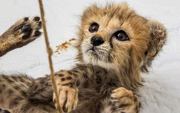 معاون سازمان حفاظت محیط زیست: مجموعهای از بیماریها منجر به مرگ پیروز، تولهیوز، شد