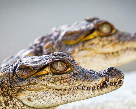 المئات يهجرون بلوشستان إيران بسبب فيضانات "غير مسبوقة" وتماسيح في الشوارع