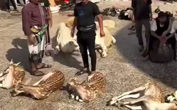 ادارهکل محیط زیست خوزستان: گوزن زردی که زائران اربعین کشتند ایرانی نبود