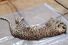 مدیرکل محیط زیست کهگیلویه و بویراحمد: علت مرگ پلنگ کشتهشده در دنا شلیک گلوله بوده است