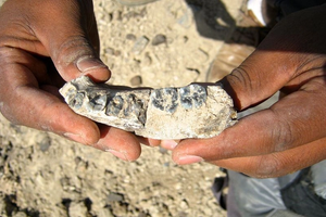 کشف فسیلهای جدید در اتیوپی روایت تکامل انسان را تغییر داد