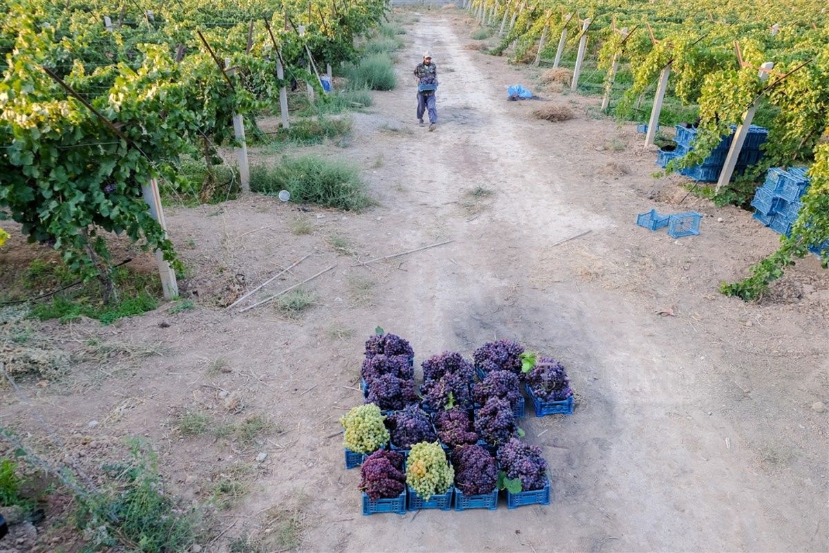 Freshly harvested grapes in crates at a vineyard in Ruyan, Semnan province, northern Iran, August 31, 2026.