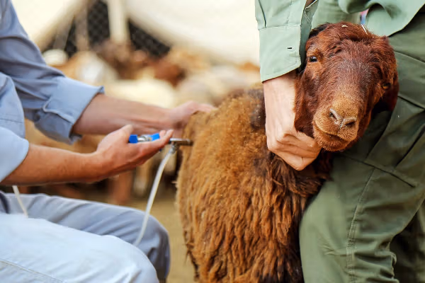 ایلنا از خسارت دو هزار میلیارد تومانی بیماری تب برفکی به دامداریهای کشور خبر داد