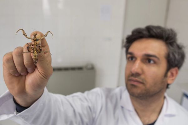 'Freedom’ praying mantis discovered in Iran